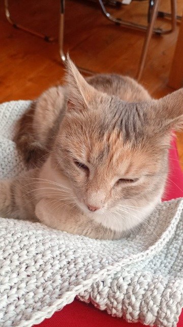 Nino - ENTLAUFEN, Katze · Europäisch Kurzhaar · Berlin, Deutschland 3