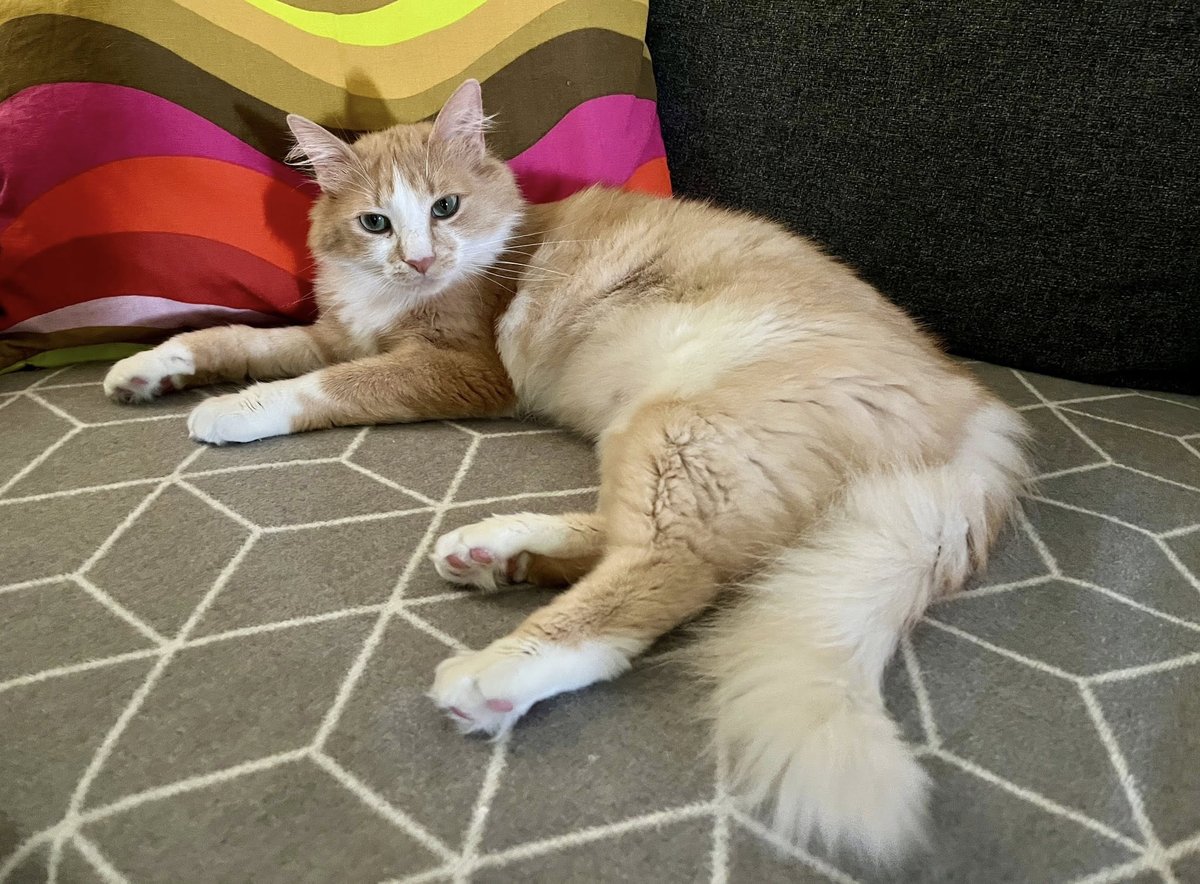 Mittens - cat