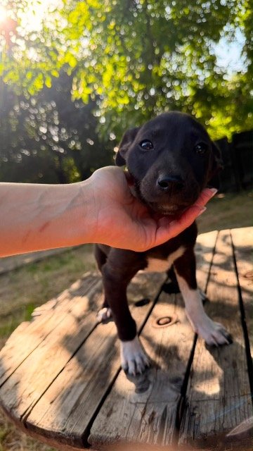 Daisy - À adopter, chien · croisé · Lyon, France 3