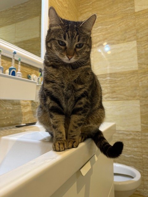 Mia - ENTLAUFEN, Katze · Europäisch Kurzhaar · Köln, Deutschland 3