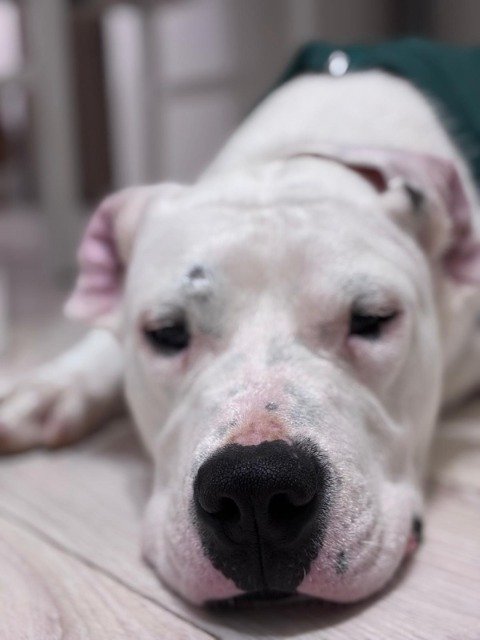 Rufi - MEGTALÁLT, kutya · argentín dog · Pécs, Magyarország 3