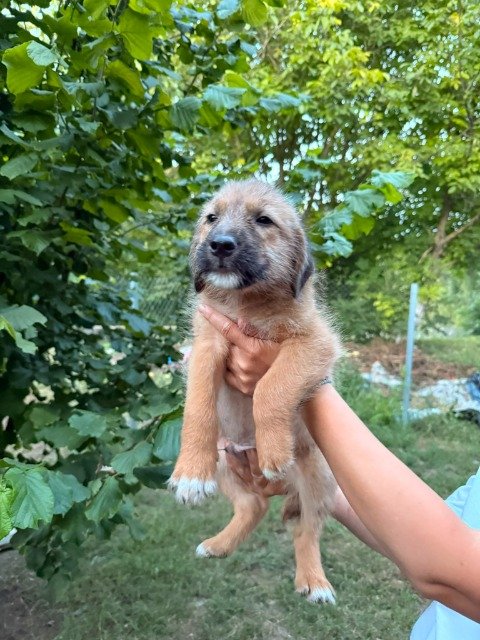 Luna - ENCONTRADO, cão · raça mista · Porto, Portugal 3