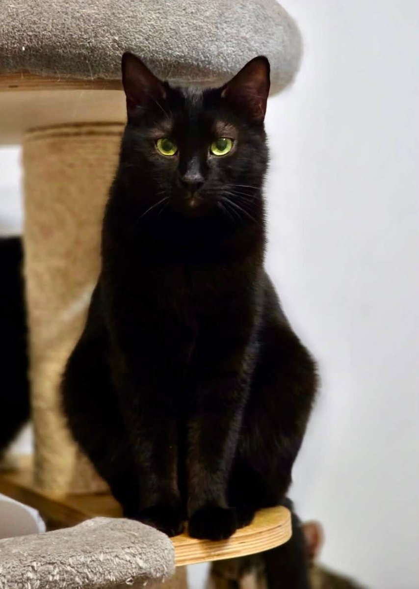 Gacek - cat found, Szczecin