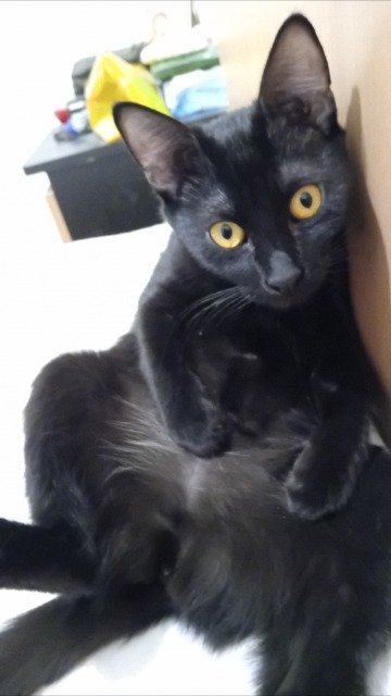 Oreo - chat perdus, Rennes