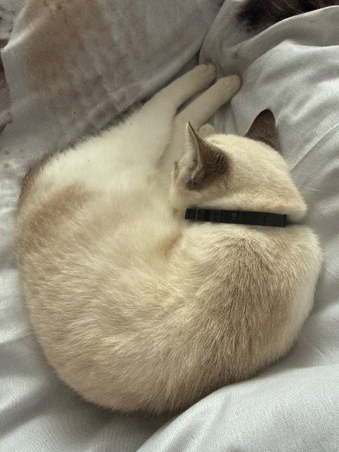 Buttons - ENTLAUFEN, Katze · Ragdoll · Bremen, Deutschland 4