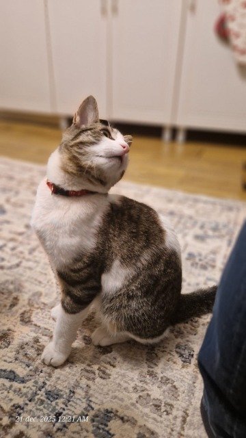 Noiraud - Perdu, chat · européen · Strasbourg, France 3
