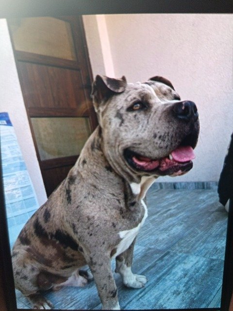Mokka - dog lost, Szeged