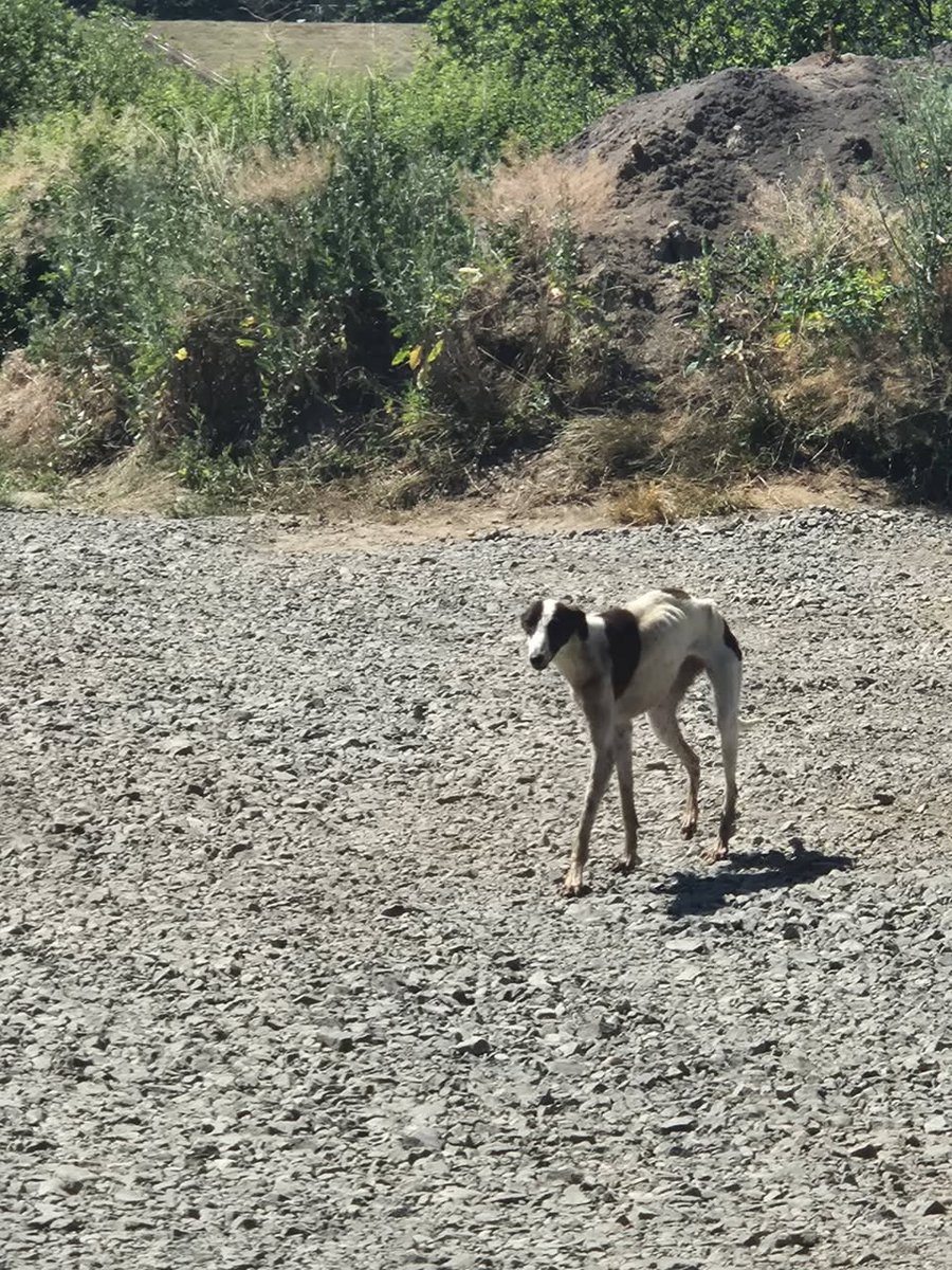 Coco - chien retrouvés, Brugge