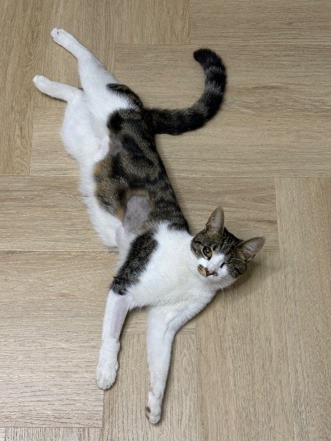 Uva - gatto smarrito, Napoli