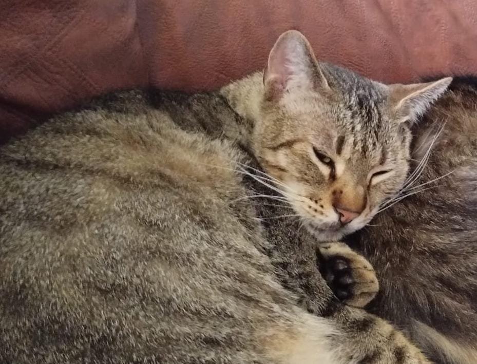 Bounty - ENTLAUFEN, Katze · Mischling · Graz, Österreich 3