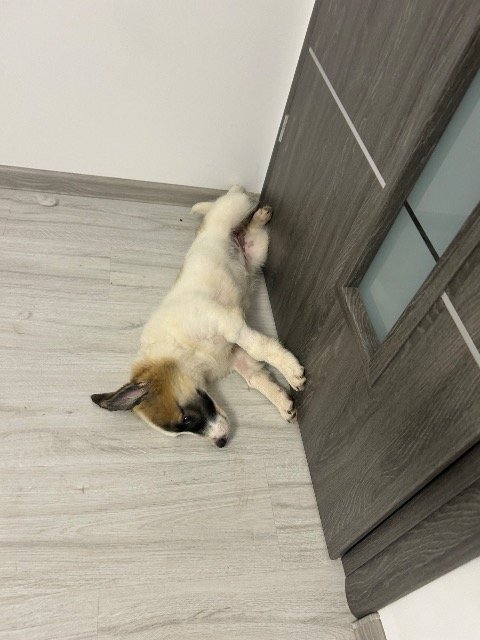 Arco - ZU VERMITTELN, Hund · Mischling · Salzburg, Österreich 3