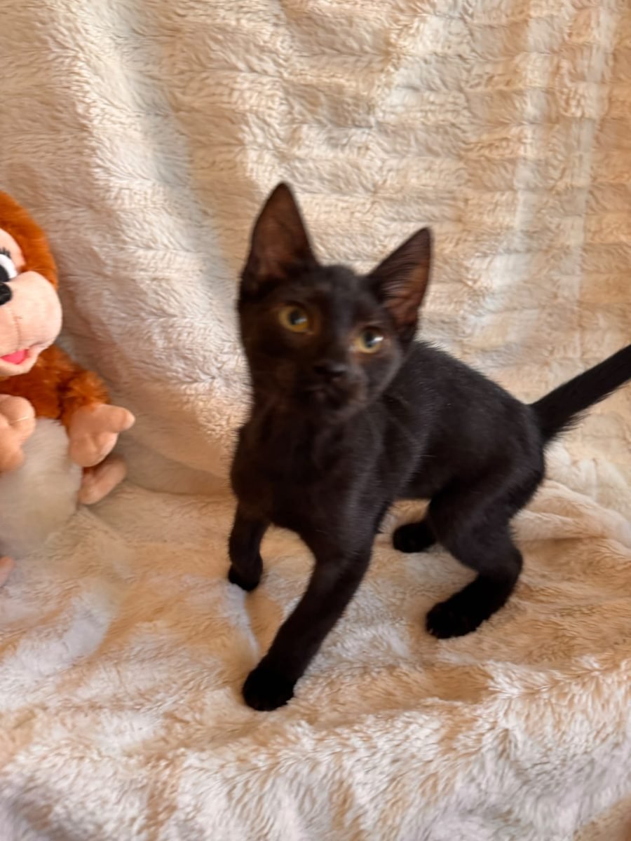 Karmel - cat