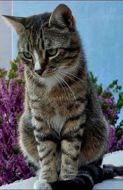 Micio - cat lost, Turin