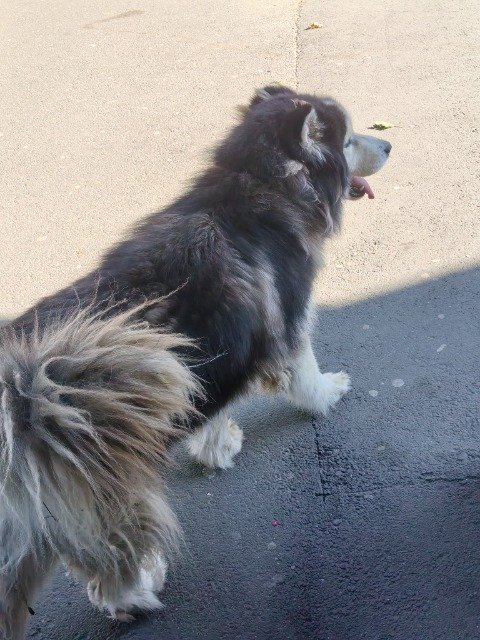 Titan - dog found, Nîmes