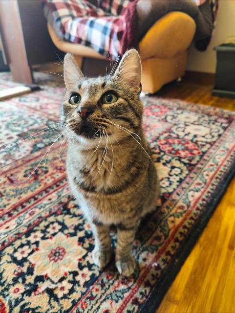 Selma - Katze