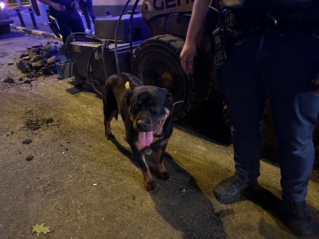 Bruno - Hund gefunden, Frankfurt am Main