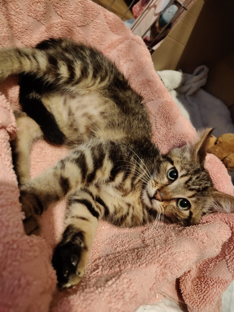 Selma - Katze