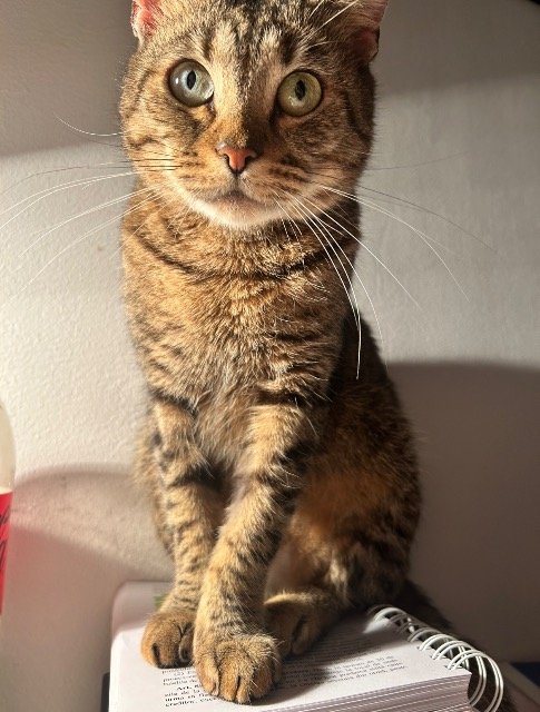 Titi - chat perdus, Marseille