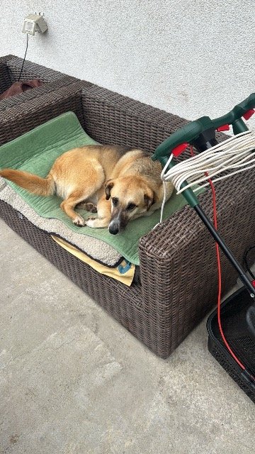 Kira - dog lost, Győr